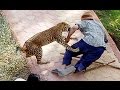 عندما تغضب الحيوانات !!