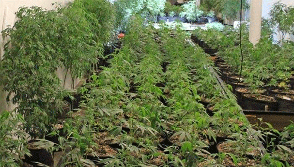 حجز 855 نبتة من الماريخوانا في مزرعة سرية