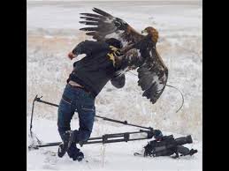 Top 7 Best Eagle Attacks (GRIZZLY,KANGAROO…& MAN) HD