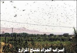 الجزائر ، مخاوف من اجتياح الجراد الصحراوي