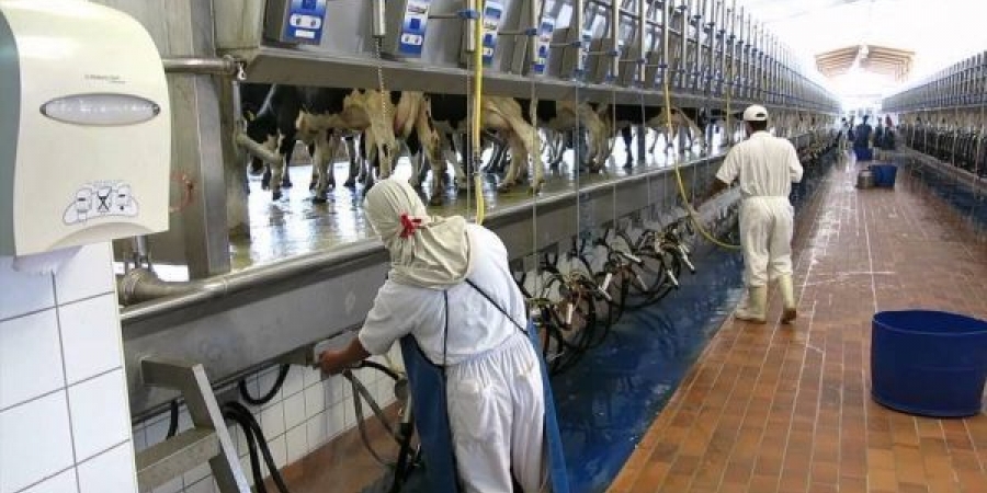 إنتاج الحليب في المغرب خلال الفترة 2007-2015 ،ارتفاع بأزيد من 38في المائة