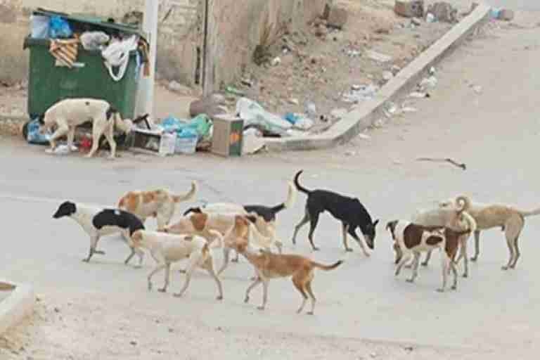 القنيطرة…تناسل الكلاب الضالة بحي لوفالون