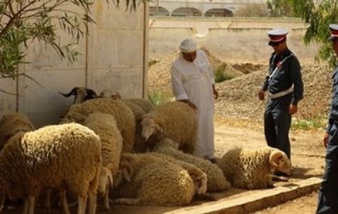 العرجات…بؤرة تجميع  سرقات قطيع الأغنام والأبقار من مختلف مناطق المغرب