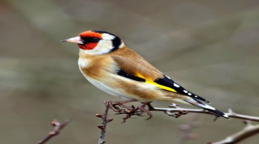 وجدة…الجمارك تحبط تهريب 1680 من طائر الحسون