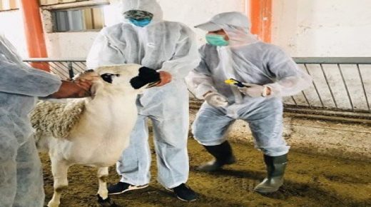 عيد الأضحى.. ترقيم أزيد من 4,5 مليون رأس من الأغنام والماعز (أونسا)