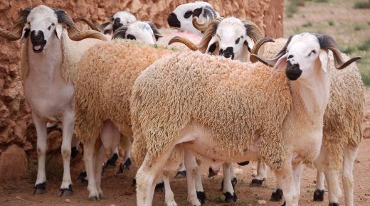 عيد الأضحى .. إطلاق دليل عملي لاحترام التدابير الصحية الوقائية