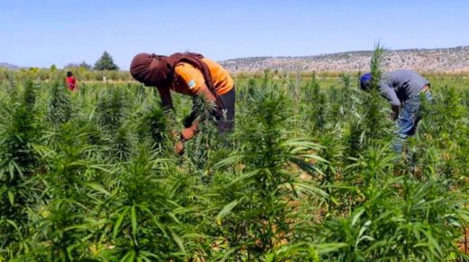 ندوة رقمية تناقش تأثير زراعة القنب على التنوع البيولوجي والموارد