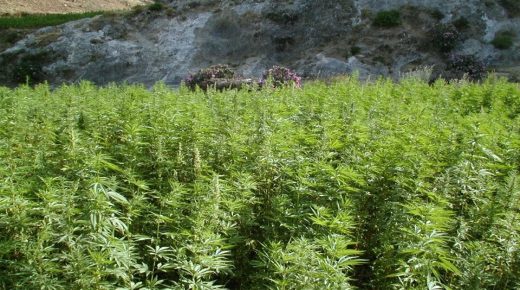 مجلس الحكومة يقرر استكمال مناقشة مشروع قانون الاستعمالات المشروعة للقنب الهندي في اجتماع لاحق
