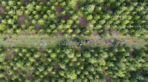epa05073540 A picture made available on 18 December 2015 shows a couple carrying a freshly cut Christmas tree at a plantation in Negenborn, Germany, 17 December 2015. More than 20 million Christmas trees are sold in Germany each year. EPA/JULIAN STRATENSCHULTE