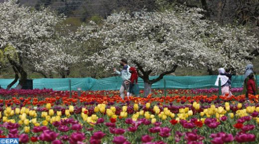 epa09122216 People walk near tulip flowers inside the Tulip Garden in Srinagar, the summer capital of Indian Kashmir, 08 April 2021. Spread over an area of about 12 hectares, the Tulip Garden in Kashmir is one of the largest tulip gardens of Asia and has become a prime attraction for the tourists. EPA-EFE/FAROOQ KHAN