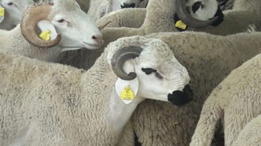“أونسا” : ترقيم 5.8 ملايين رأس من الأغنام والماعز استعدادا لعيد الأضحى 1442هـ