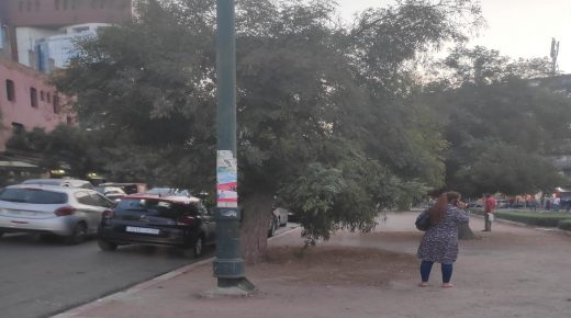 أشجار شارع الامام علي.. لماذا الإقصاء؟