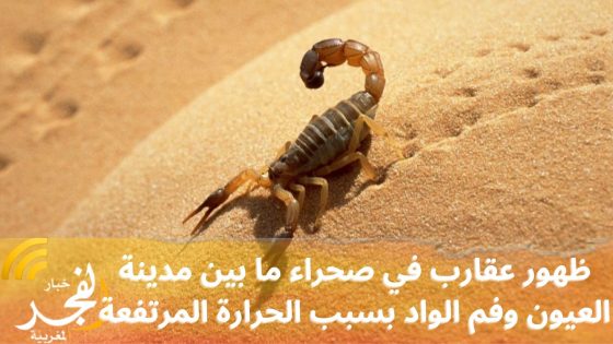 ظهور عقارب في صحراء ما بين مدينة العيون وفم الواد بسبب الحرارة المرتفعة