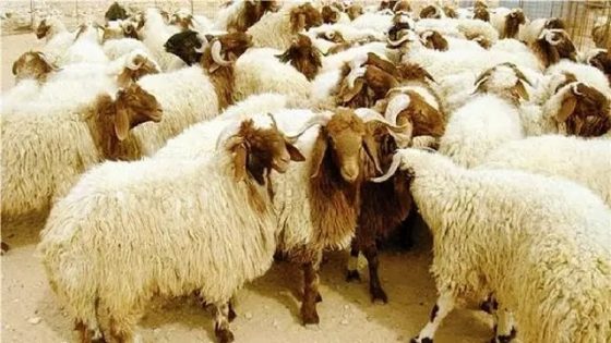 مع اقتراب عيد الأضحى.. هذه إجراءات تسليم الأضاحي للأسر المعوزة (وزارة الأوقاف والشؤون الإسلامية)