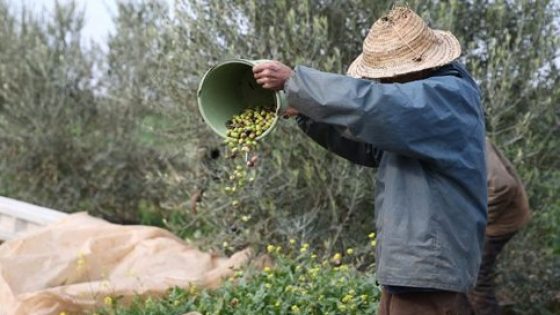 مباردة المثمر.. إطلاق آلية متنقلة موجهة لزراعة الزيتون انطلاقا من جماعة العطاوية