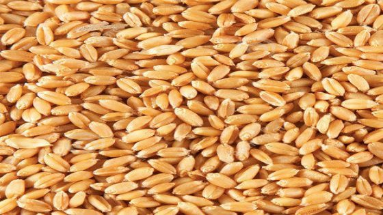 ضمانات وصول المشتريات المغربية من القمح عبر البحر الأسود