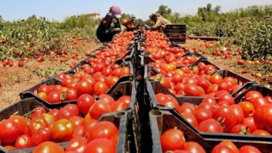 الطماطم المغربية والسوق الموريتانية و ترقب الجزائر للسيطرة على السوق