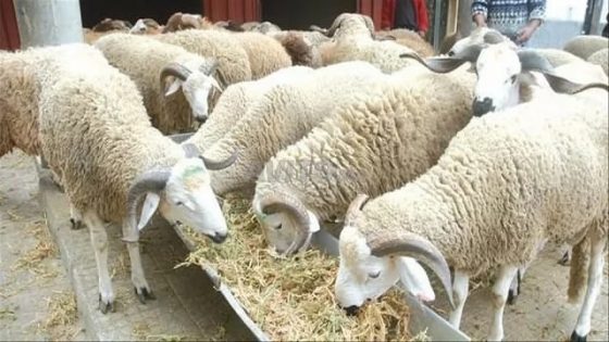 4 طن من براز الدجاج لتسمين الخرفان بخنيفرة