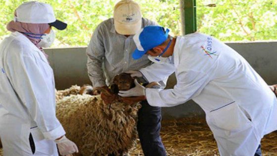 “أونسا” انطلاق عملية ترقيم الأغنام والماعز المعدة لعيد الأضحى