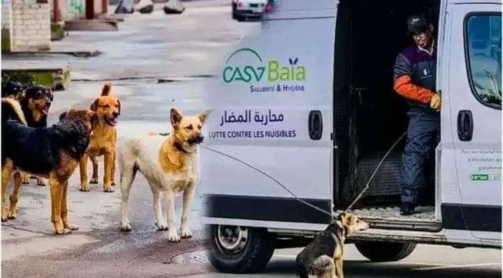 وزارة الداخلية «تَتَجند» لمحاربة الكلاب الضالة