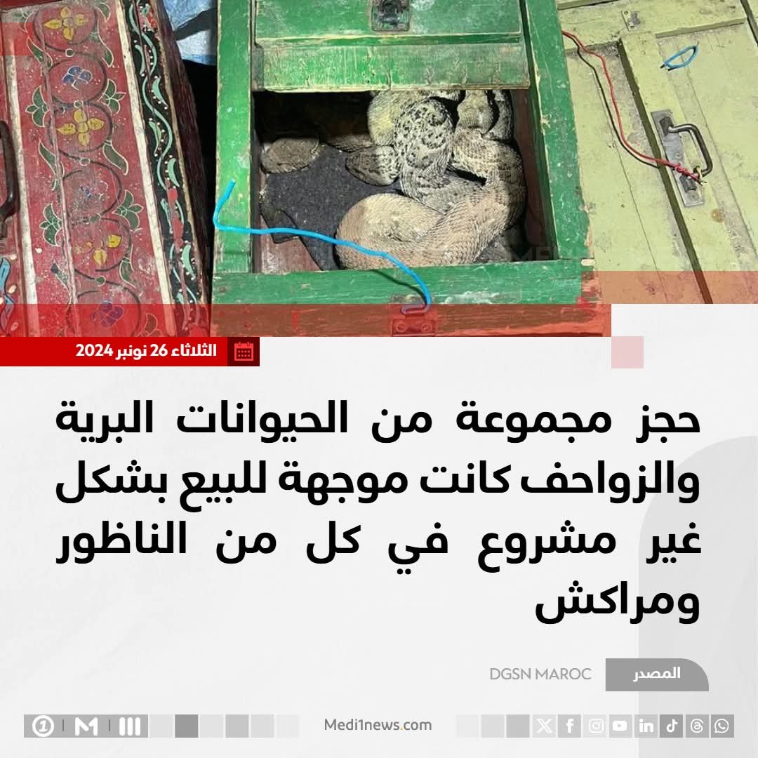 صيد ثمين مابين مدينة الناظور و مراكش