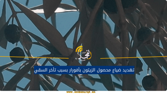 تهديد ضياع محصول الزيتون بأفورار بسبب تأخر السقي