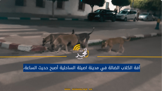 آفة الكلاب الضالة في مدينة اصيلة الساحلية أصبح حديث الساعة،