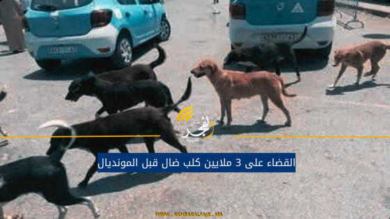 القضاء على 3 ملايين كلب ضال قبل المونديال