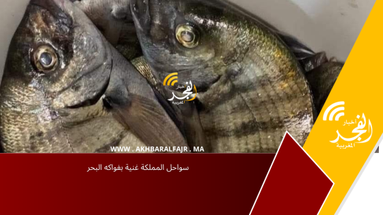سواحل المملكة غنية بفواكه البحر
