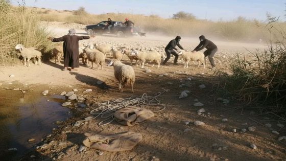 سرقة حوالي 30 رأسًا من الأغنام تهز دوار الهلالات بجماعة السعيدات في شيشاوة