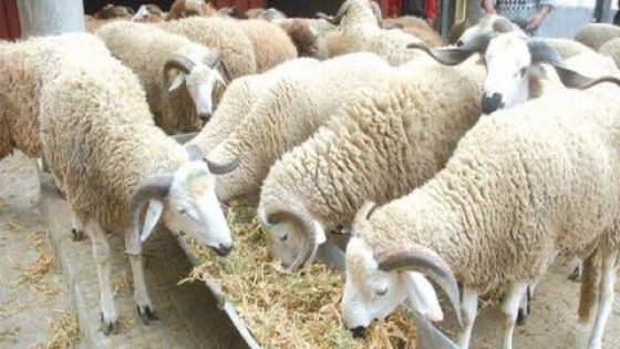 مع اقتراب عيد الأضحى، كتكثر الحركة فأسواق المواشي وولات بعض النقط معروفة بالفوضى وارتفاع الأسعار