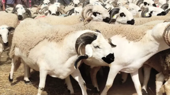 باشا مدينة القصر الكبير يقود اجتماعاً تنظيمياً لضمان عيد أضحى منظم ومحاربة المضاربة بأسواق الماشية