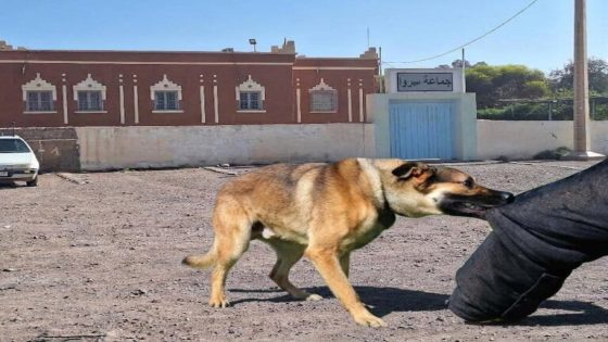 هجـ ـوم كـ ـلاب ضالة تنـ ـهي حياة شخص بورزازات