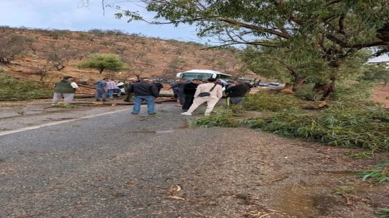 الرياح القوية تتسبب في سقوط شجرة وسط الطريق الوطنية رقم 2 ببني عبد الله